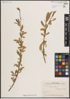 Foto von Salix excelsa S. G. Gmel.